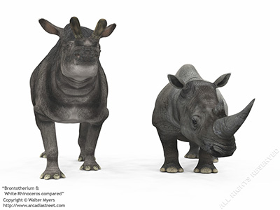 Brontotherium & White Rhinoceros compared, 35 million years ago
