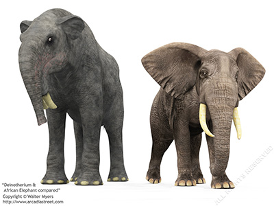Deinotherium & African Elephant compared, 7 million years ago
