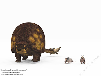 Doedicurus & armadillo compared, 25 thousand years ago