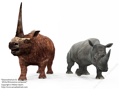 Elasmotherium & White Rhinoceros compared, 2 million years ago
