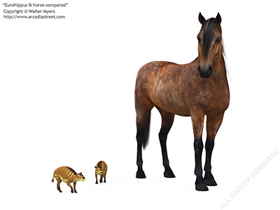 Eurohippus & horse compared