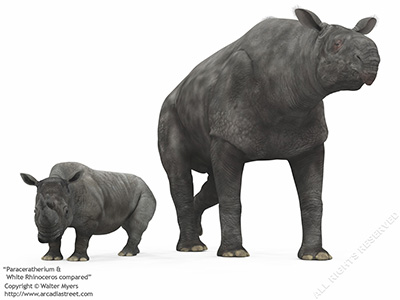 Paraceratherium & White Rhinoceros compared, 30 million years ago