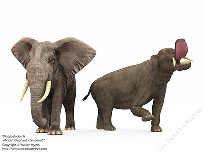 Platybelodon & African Elephant compared, 9 million years ago