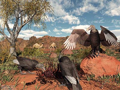 Pleistocene Black Vultures, 2 million years ago