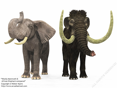 Woolly Mammoth & African Elephant compared, 150 thousand years ago