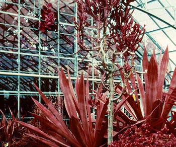 Aloe & cacti color IR   -   Oak Park, IL, early 1980s   -   Kodak Ektachrome Infrared 35mm color slide film