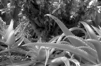 Aloe & cacti in B&W IR   -   Oak Park, 1982   -   Kodak infrared black & white 35mm film