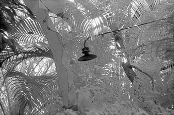 Conservatory lamp   -   Oak Park, IL, 1982   -   Kodak infrared black & white 35mm film