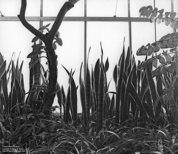 Conservatory window   -   Oak Park, IL, early 1980s   -   Kodak Tri-X black & white 120 film