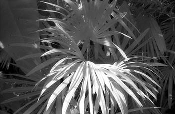 Fan palm No. 4   -   Oak Park, IL, 1982   -   Kodak infrared black & white 35mm film