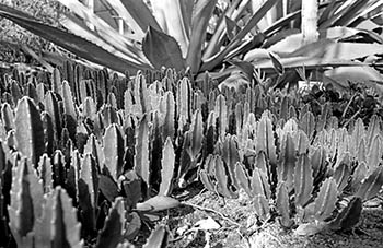 Little cacti   -   Oak Park, IL, 1982   -   Kodak Plus-X black & white 35mm film