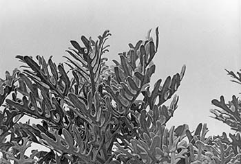 Thick leafy plant   -   Oak Park, IL, early 1980s   -   Kodak Tri-X black & white 35mm film