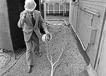 Hard hats & tree   -   Chicago, 1982   -   Kodak Plus-X black & white 35mm film