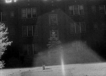 Cat resting   -   Oak Park, IL, 1983   -   Kodak infrared black & white 35mm film