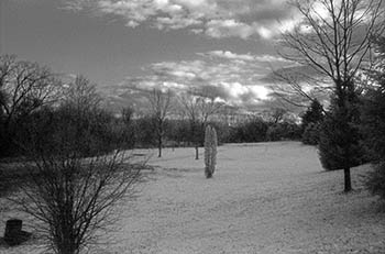 Bifurcated tree   -   Adrian, MI, 1982   -   Kodak infrared black & white 35mm film