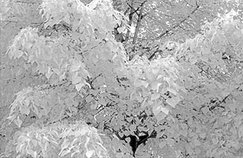 Birch tree No. 4   -   Oak Park, IL, 1983   -   Kodak infrared black & white 35mm film