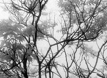 Branches & leaves   -   Oak Park, IL, early 1980s   -   Kodak infrared black & white 35mm film