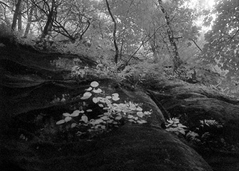 Carbondale gorge No. 1   -   Carbondale, IL, 1986   -   Kodak infrared black & white 35mm film