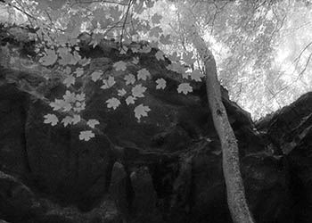 Carbondale gorge No. 3   -   Carbondale, IL, 1986   -   Kodak infrared black & white 35mm film
