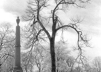 Cemetery tree   -   Des Plaines, IL, 1983   -   Kodak infrared black & white 35mm film