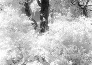 Foliis natos stipite   -   Oak Park, IL, 1982   -   Kodak infrared black & white 35mm film
