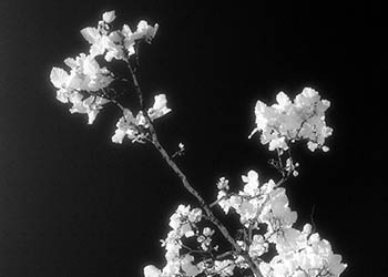 Folium flores   -   Oak Park, IL, 1983   -   Kodak infrared black & white 35mm film