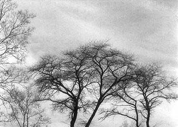 Headstones   -   Des Plaines, IL, 1983   -   Kodak infrared black & white 35mm film