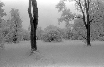 Ligna in gramine   -   Oak Park, IL, 1982   -   Kodak infrared black & white 35mm film