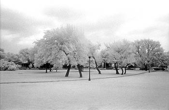 Park trees   -   Oak Park, IL, 1982   -   Kodak infrared black & white 35mm film