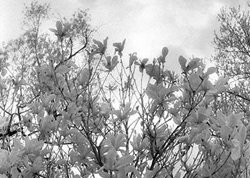 Tree blossoms   -   Oak Park, IL, 1983   -   Kodak infrared black & white 35mm film