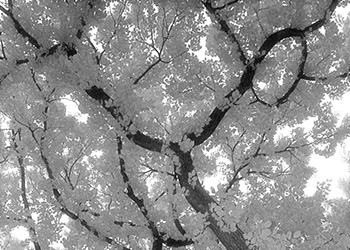 Tree canopy   -   Oak Park, IL, 1982   -   Kodak infrared black & white 35mm film