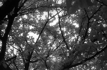 Tree contre-jour W   -   Oak Park, IL, 1983   -   Kodak infrared black & white 35mm film