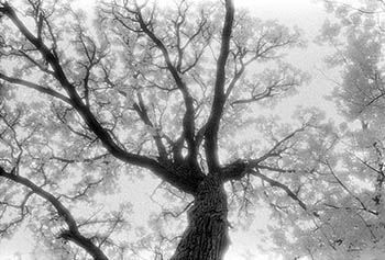 Tree spread   -   Oak Park, IL, 1982   -   Kodak infrared black & white 35mm film
