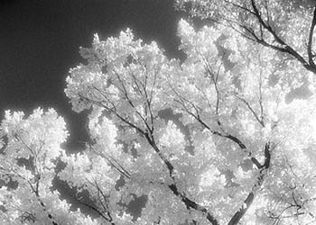 Tall tree   -   Oak Park, IL, 1982   -   Kodak infrared black & white 35mm film