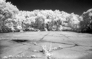 Trees & asphalt   -   Oak Park, IL, 1982   -   Kodak infrared black & white 35mm film