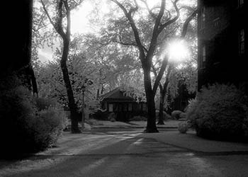 Trees from a courtyard   -   Oak Park, IL, 1983   -   Kodak infrared black & white 35mm film