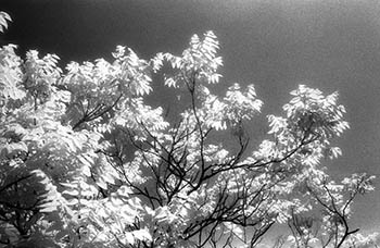 Trees toplit   -   Oak Park, IL, 1982   -   Kodak infrared black & white 35mm film