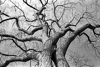 Tree bare branches   -   Oak Park, IL, 1982   -   Kodak Technical Pan 2415 35mm film