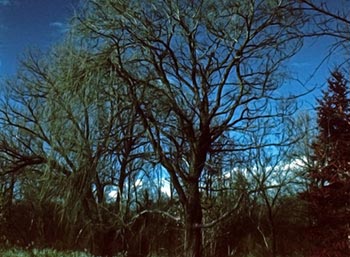 Dark tree   -   Oak Park, IL, early 1980s   -    Kodak Ektachrome Infrared 35mm color slide film