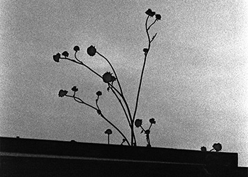 Lone plant   -   Oak Park, IL, 1982   -   Ilford HP5 Plus black & white 35mm film