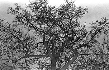 Sabattier trees No. 4   -   Oak Park, IL, 1982   -   Ilford HP5 Plus black & white 35mm film