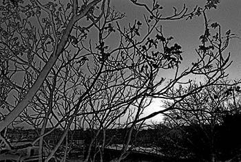 Sabattier trees No. 1   -   Oak Park, IL, 1982   -   Kodak Tri-X 35mm film