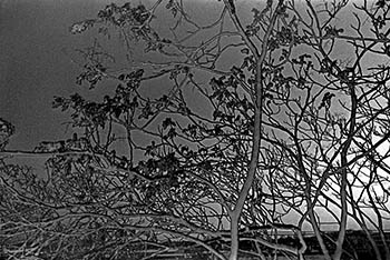 Sabattier trees No. 2   -   Oak Park, IL, 1982   -   Kodak Tri-X 35mm film