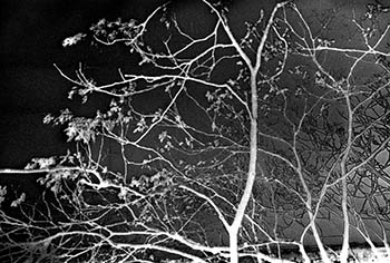 Sabattier trees No. 3   -   Oak Park, IL, 1982   -   Kodak Tri-X 35mm film