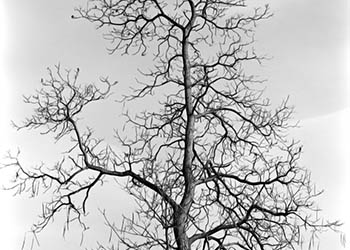 Skeletal tree   -   Oak Park, IL, 1982   -   Kodak Technical Pan 2415 35mm film