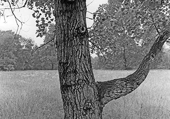 Tree gesturing   -   Oak Park, IL, 1982   -   Kodak Panatomic-X 35mm film