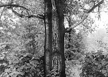 Tree regal   -   Oak Park, IL, 1982   -   Kodak Panatomic-X 35mm film