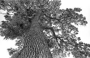Tree towering   -   Oak Park, IL, 1982   -   Kodak Tri-X 35mm film