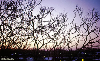 Trees twilite   -   Oak Park, IL, early 1980s   -    Color 35mm film
