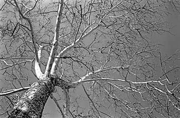 White tree No. 1   -   Oak Park, IL, 1982   -   Kodak Technical Pan 2415 35mm film